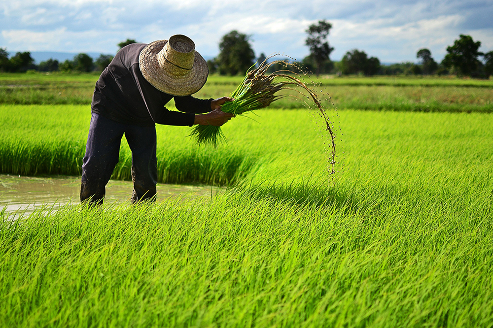 สร้างวิถีชีวิตดี ด้วยการปลูกผักปลอดสารพิษ thaihealth