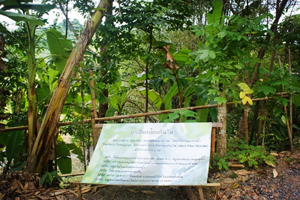 'ป่าเปียก'สืบทอดปณิธานในหลวง  thaihealth