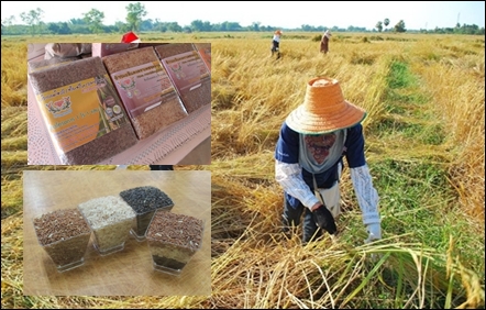 'ข้าวเพชรคอรุม' พลังชุมชุมที่คิดอย่างครบวงจร thaihealth