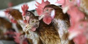 กรมอนามัย มั่นใจเนื้อไก่มีความสะอาด ปลอดภัย