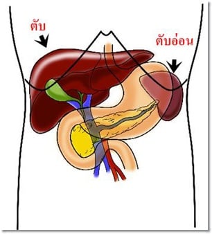 ครั้งแรกในไทย ปลูกถ่าย “ตับอ่อน” สำเร็จ!