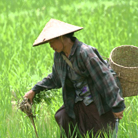 สสส.ชูแผนชุมชนพัฒนาคุณภาพชีวิตเกษตกร