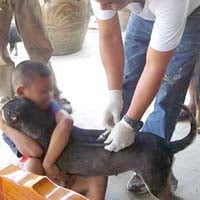 แพทย์แนะฉีดวัคซีนป้องกัน ‘พิษสุนัขบ้า’