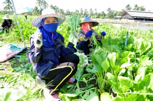thaihealth รวมพล ชวนคนปลูกผัก” โครงการบ้านแสนรักษ์  อ.สามพราน จ.นครปฐม
