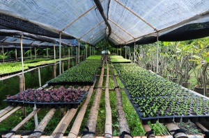 thaihealth กิจกรรมรณรงค์ลดการใช้สารเคมีทางการเกษตรในการผลิตพืชระบบอินทรีย์ในอำเภอสามพราน จังหวัดนครปฐม