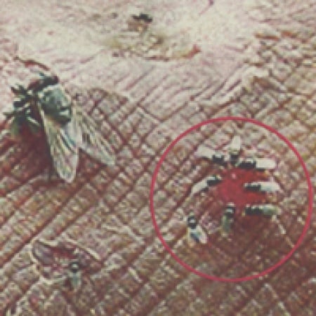 แมลงวันตา' อันตราย! ก่อโรค 36 ชนิด -  สำนักงานกองทุนสนับสนุนการสร้างเสริมสุขภาพ (สสส.)