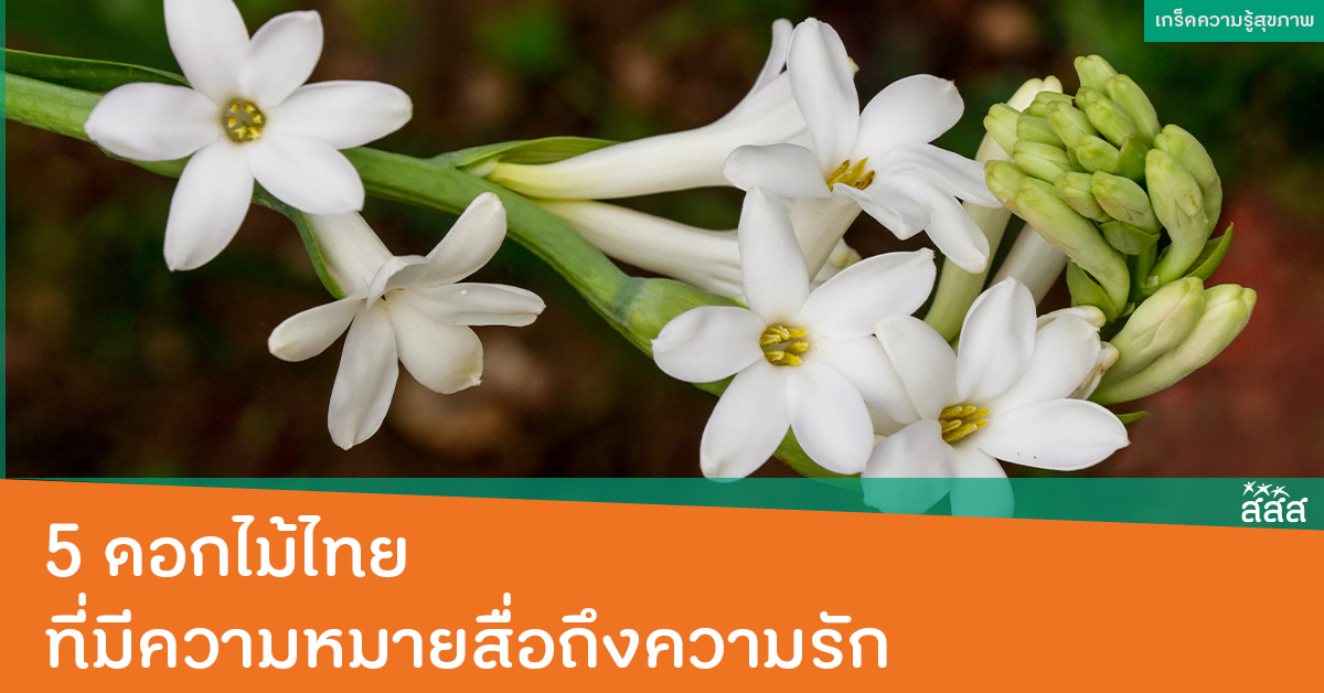 5 ดอกไม้ไทย ที่มีความหมายสื่อถึงความรัก - สำนักงานกองทุนสนับสนุนการ ...