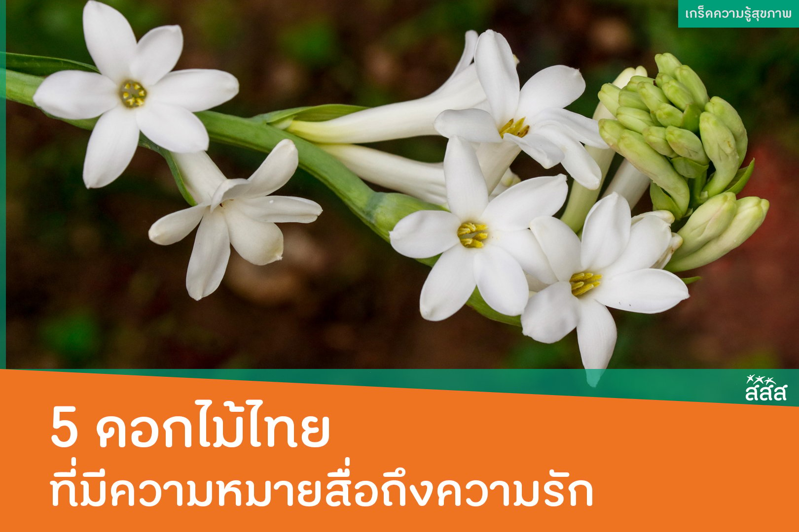 5 ดอกไม้ไทย ที่มีความหมายสื่อถึงความรัก -  สำนักงานกองทุนสนับสนุนการสร้างเสริมสุขภาพ (สสส.)